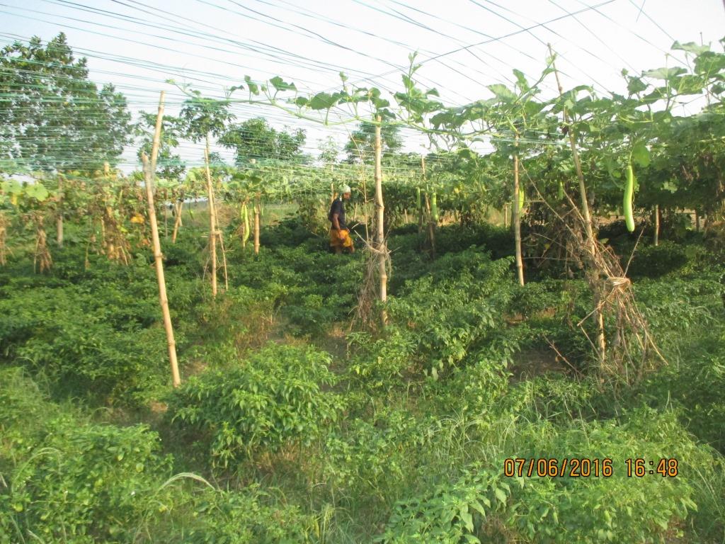 FASAL: Climate-Resilient Agriculture & FPO Development